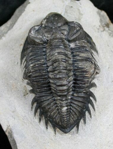 Bug Eyed Coltraneia Trilobite - #13738